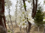 李子花