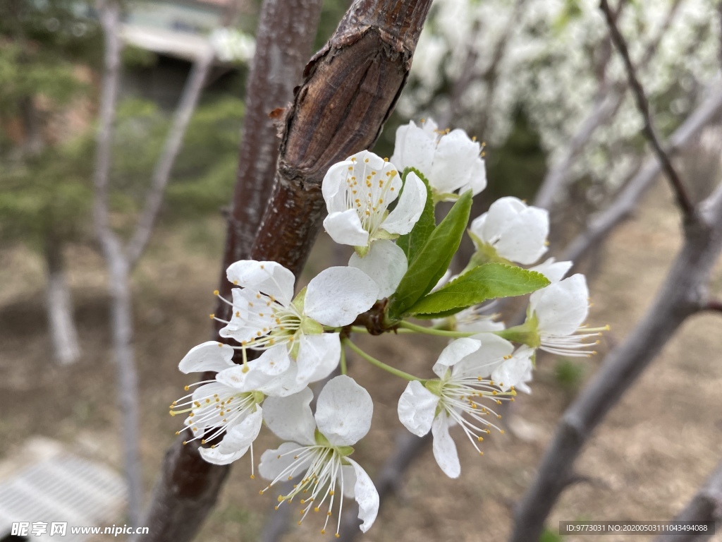 李子花