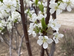 李子花