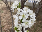 李子花