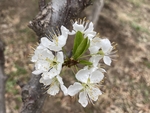 李子花