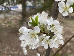 李子花