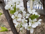 李子花