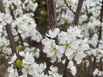 李子花