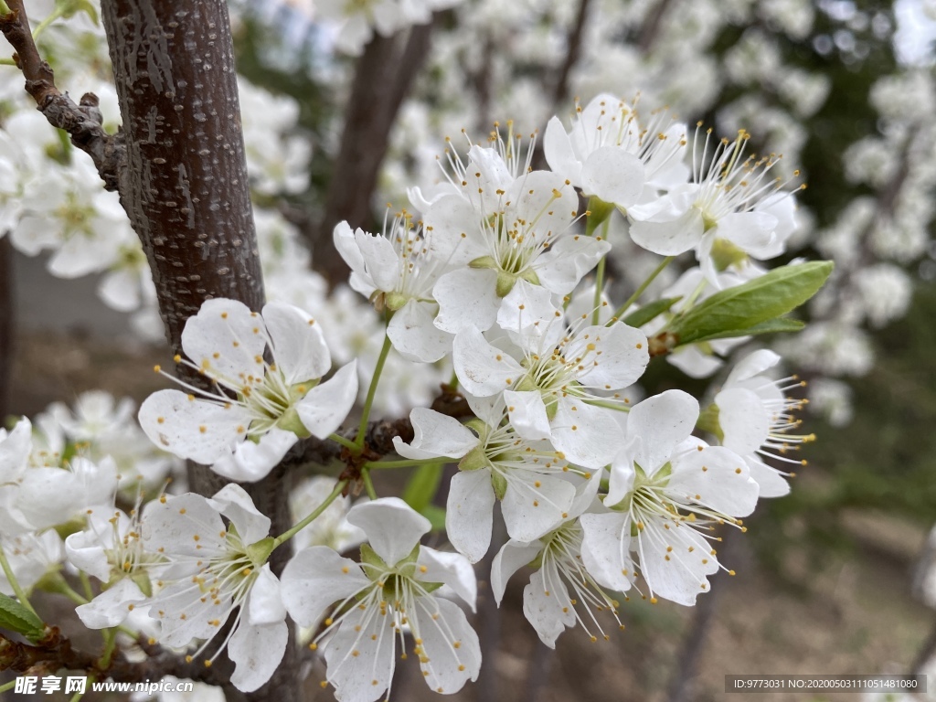 李子花