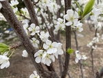 李子花
