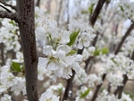 李子花