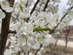 李子花