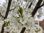 李子花