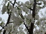 李子花