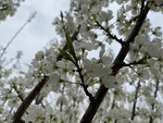 李子花