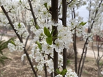 李子花