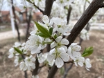 李子花