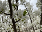 李子花
