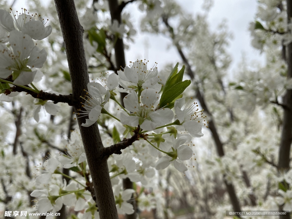 李子花