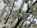 李子花