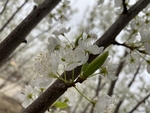 李子花