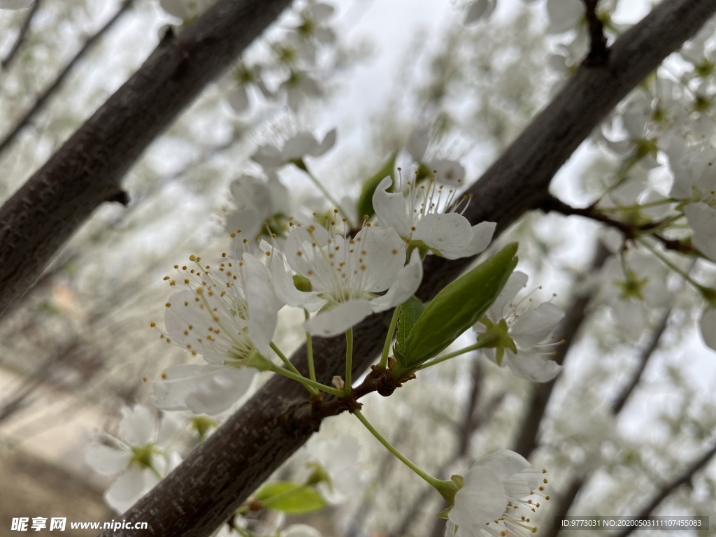 李子花