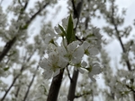 李子花