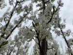 李子花