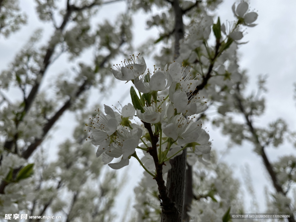 李子花