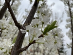 李子花