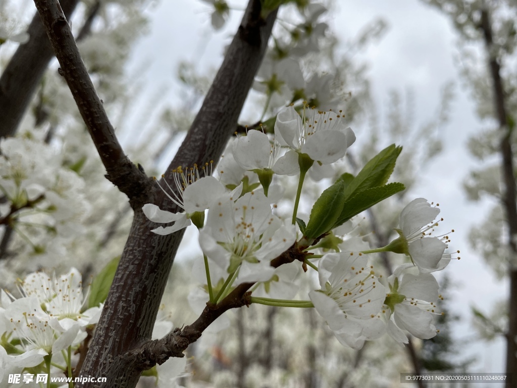 李子花