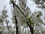 李子花