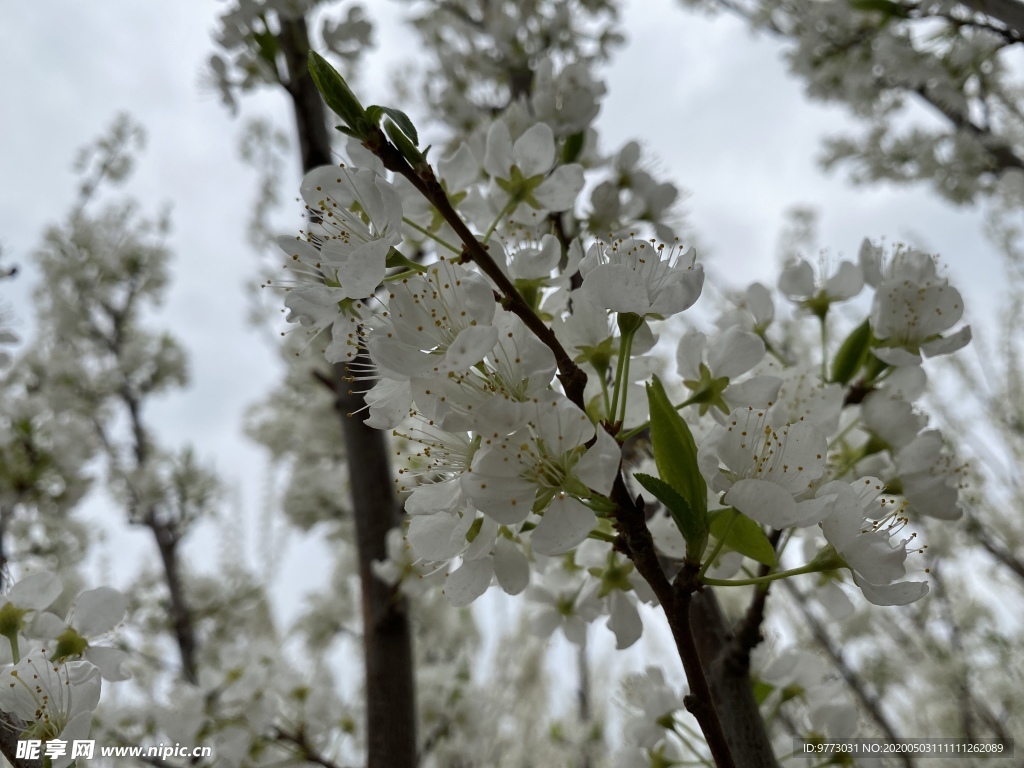 李子花