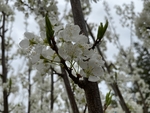 李子花