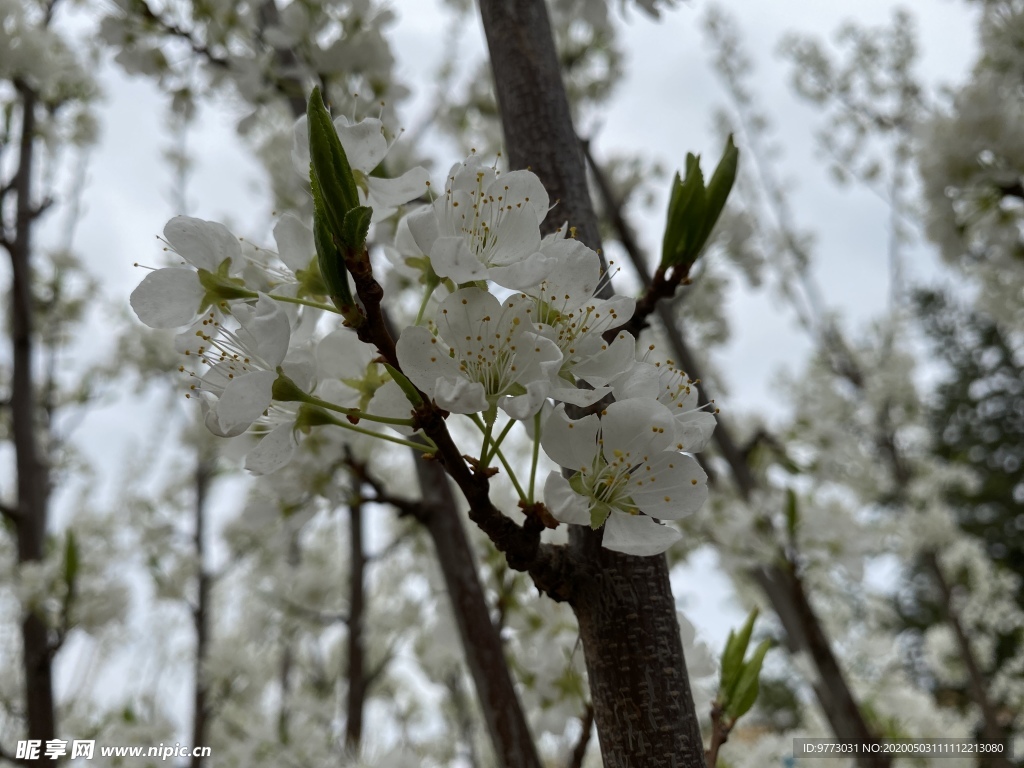 李子花