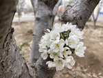 李子花