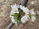 李子花