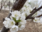 李子花