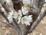 李子花