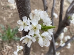 李子花