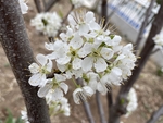 李子花