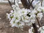 李子花