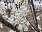 李子花