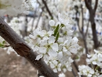 李子花