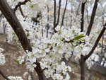 李子花