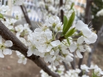 李子花