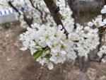 李子花