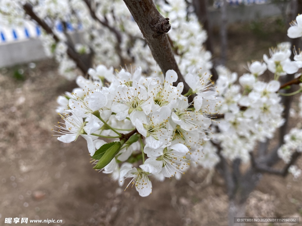 李子花