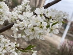 李子花