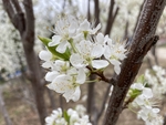 李子花
