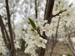 李子花