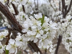李子花
