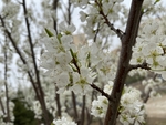李子花