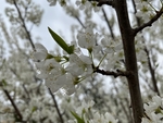李子花